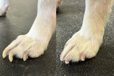 Nail Trims & Paw Care performed by The Puppy Parlor in Billings